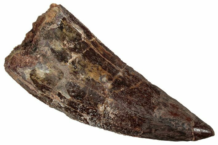 Bargain, Carcharodontosaurus Tooth - Real Dinosaur Tooth #242590